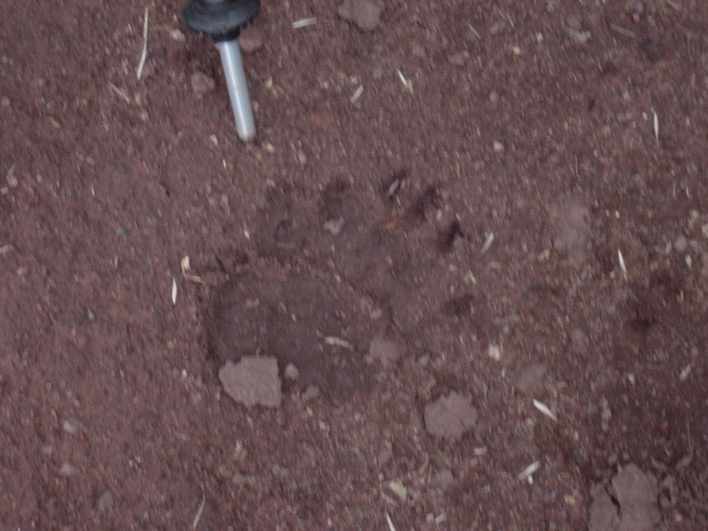 bear-print_900986689_o