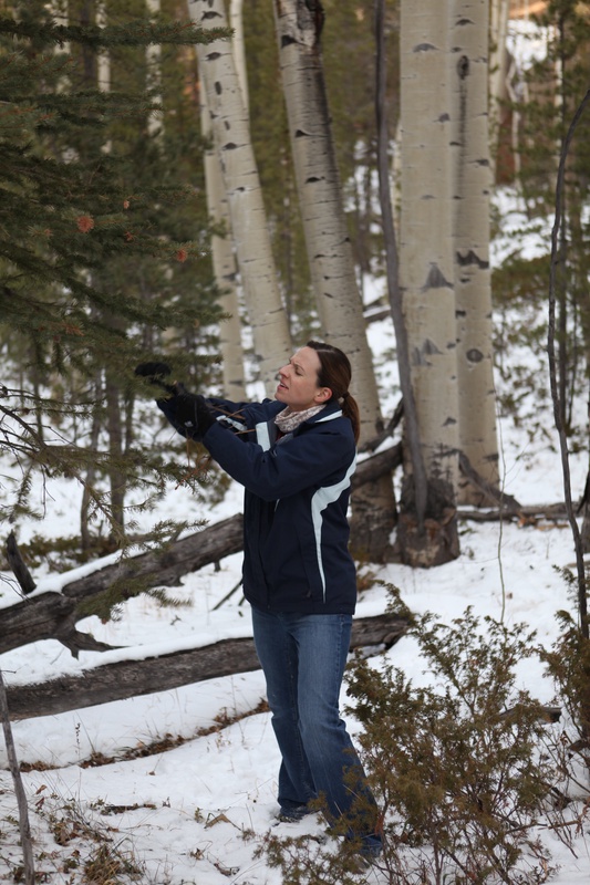 this-tree-is-prickly_5283687365_o