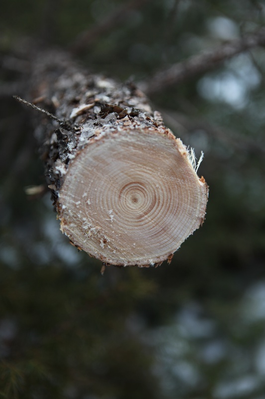 this-tree-was-almost-as-old-as-me_5284288180_o