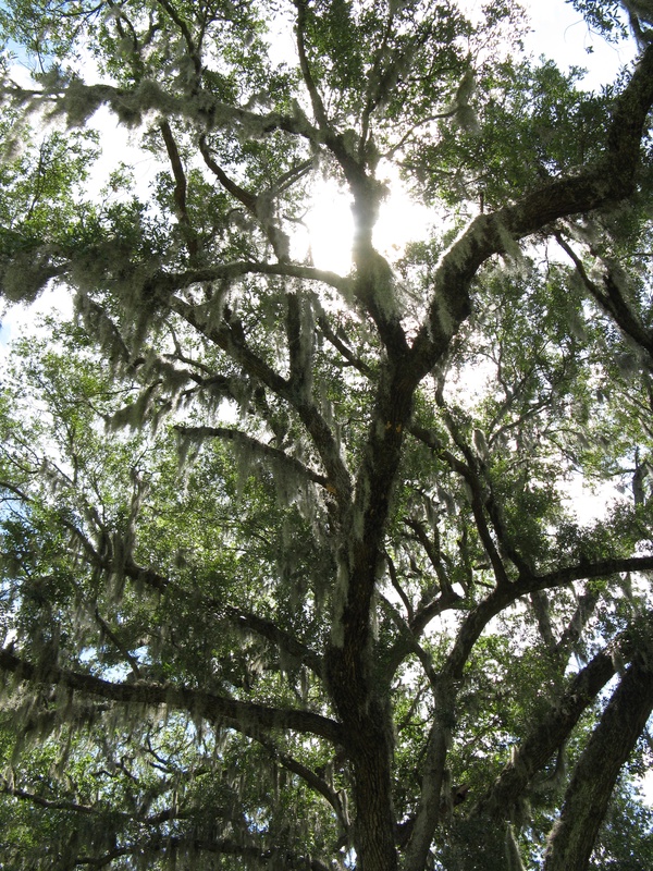 img_0188jpg_2533216376_o