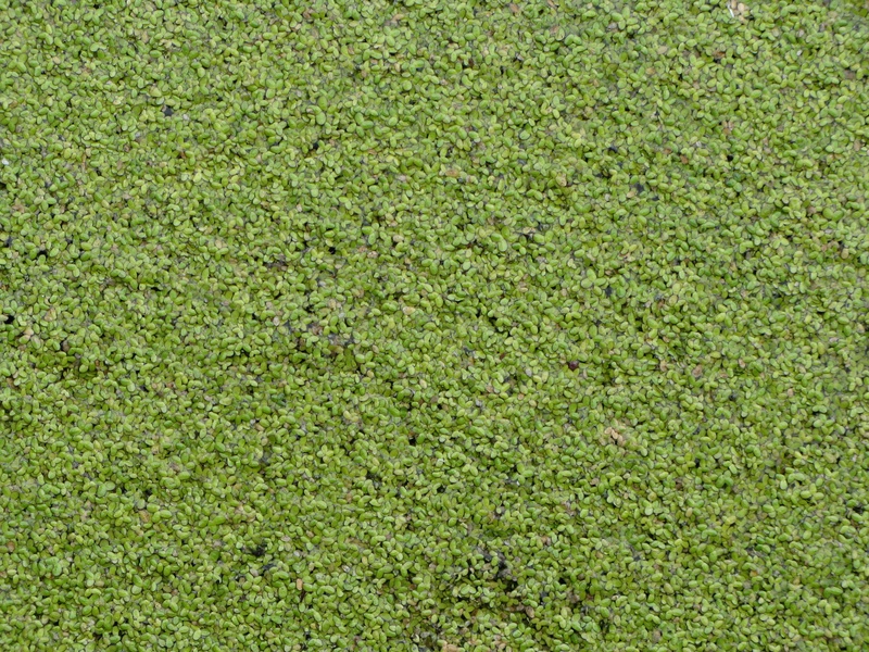 img_0235jpg_2532432393_o