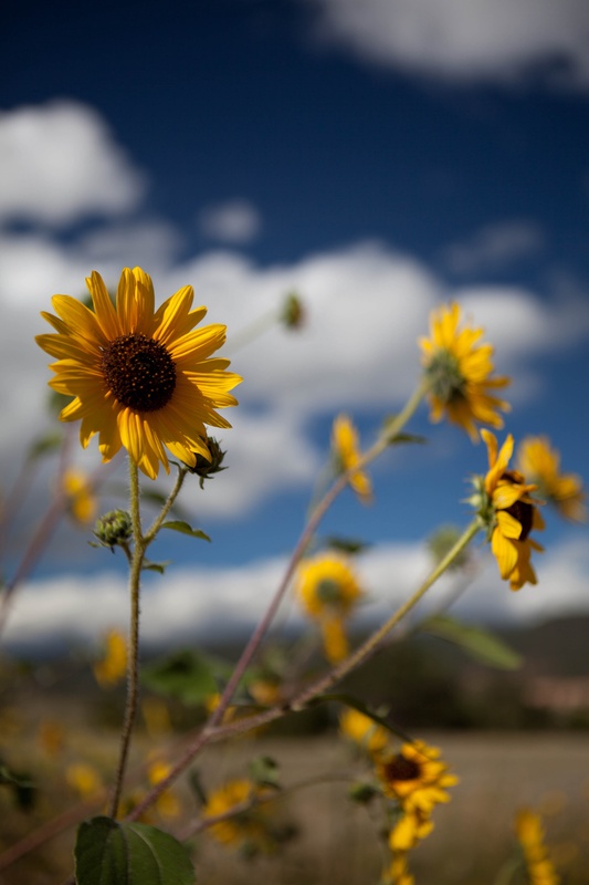 sunflower_4947591626_o