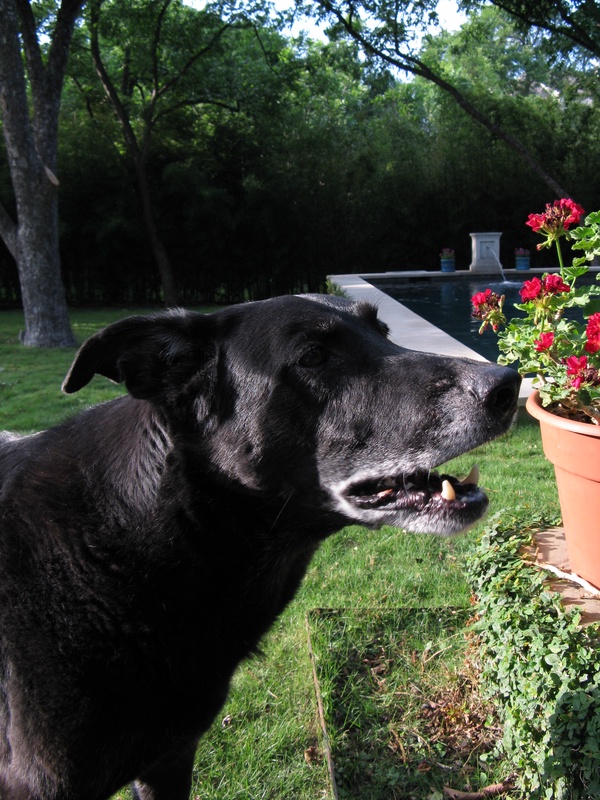 img_0066jpg_2532320391_o