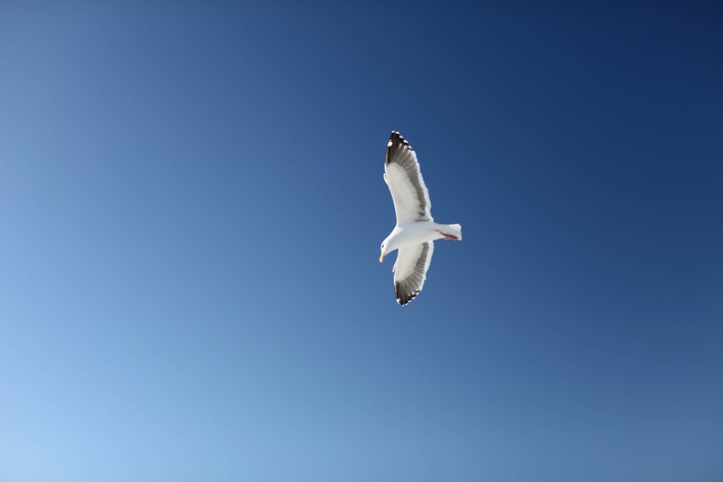 img_4363jpg_4114707547_o