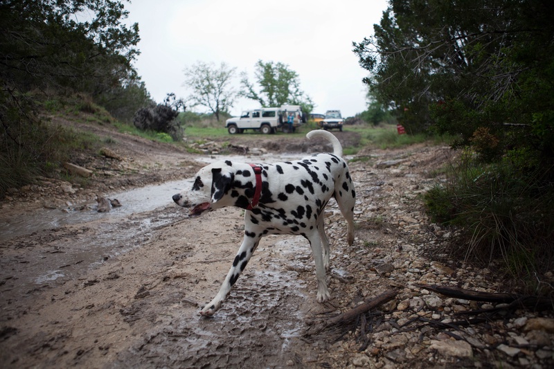 rover-dog_4535084787_o