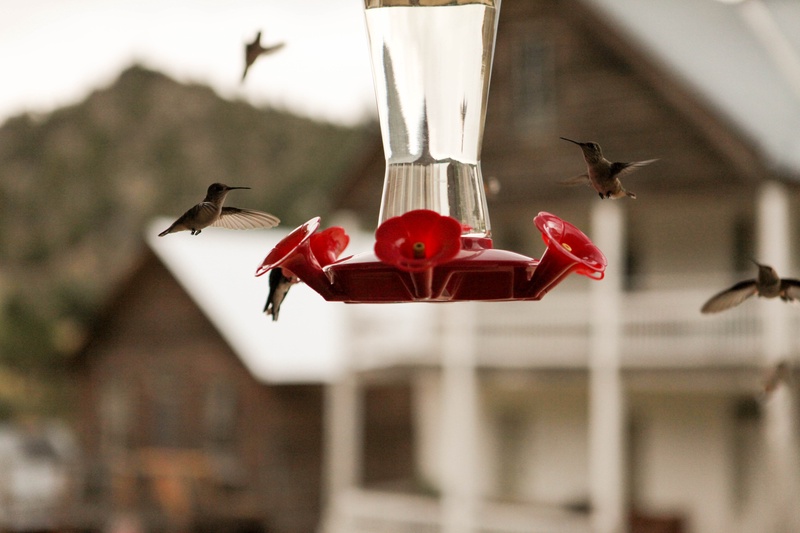 img_3546jpg_19624452034_o