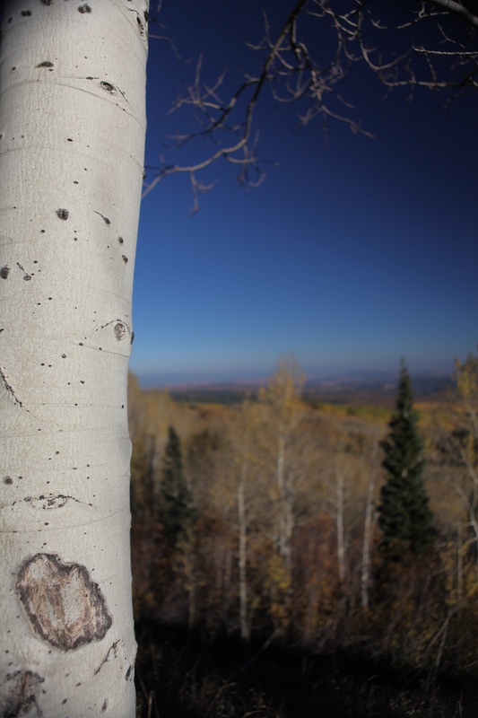 aspen_5115044714_o