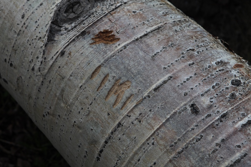 claw-marks_8762795492_o