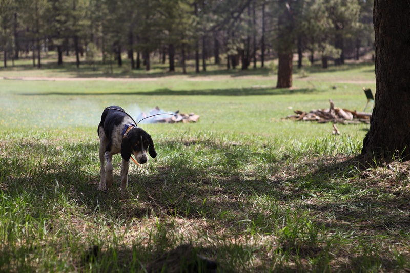 morning-visitor_8761543633_o